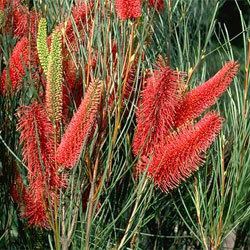 Hakea bucculenta Hakea bucculenta Growing Native Plants