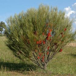 Hakea bucculenta Hakea bucculenta Growing Native Plants