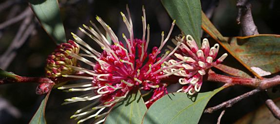 Hakea ANPSA Plant Guide Hakea