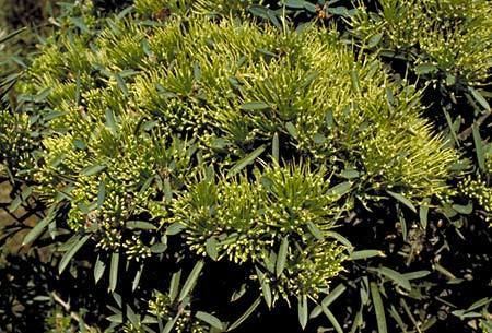 Hakea corymbosa 840071jpg