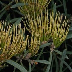 Hakea corymbosa httpswwwanbggovaugnpinterns2005hakeacor