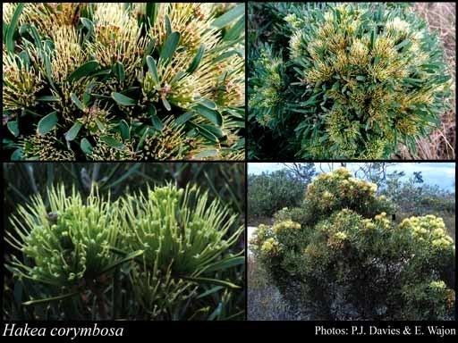 Hakea corymbosa Hakea corymbosa RBr FloraBase Flora of Western Australia