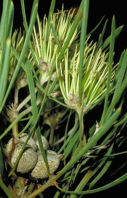 Hakea corymbosa Factsheet Hakea corymbosa