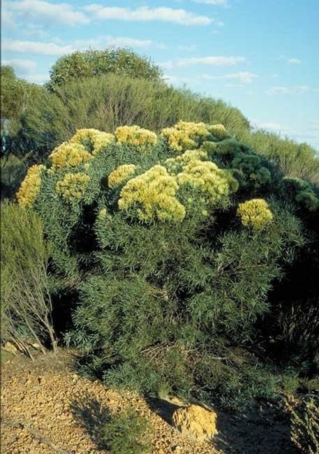 Hakea corymbosa Factsheet Hakea corymbosa