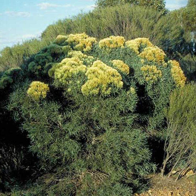 Hakea corymbosa Australian Seed HAKEA corymbosa