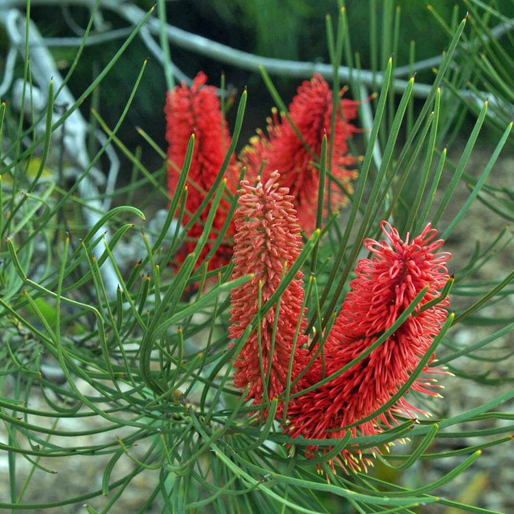 Hakea Australian Seed Hakea