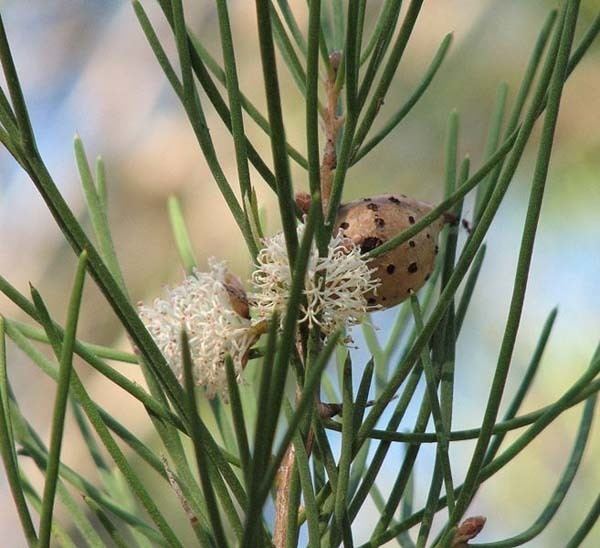 Hakea Australian Plants Hakea