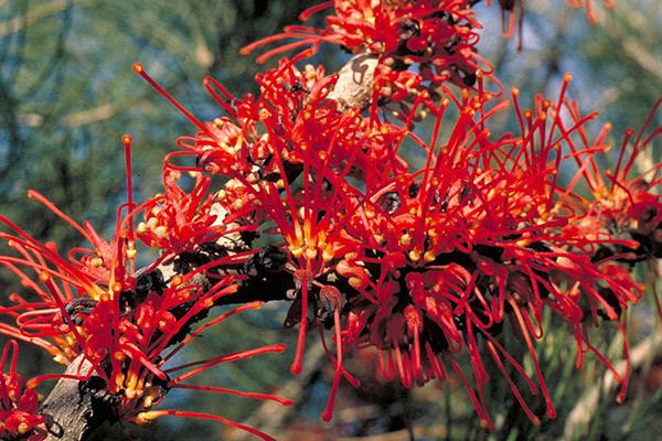 Hakea orthorrhyncha