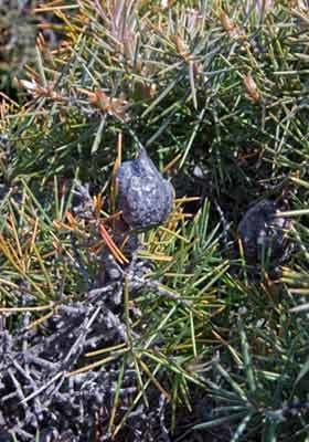 Hakea gibbosa Hakea gibbosa New Zealand Plant Conservation Network