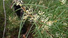 Hakea gibbosa httpsuploadwikimediaorgwikipediacommonsthu