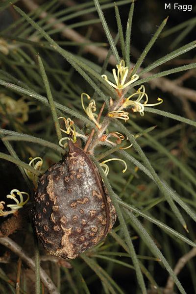 Hakea gibbosa DSC20736jpg