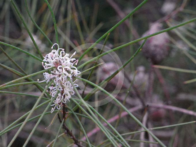 Hakea gibbosa Hakea gibbosa Needle Bush Hairy Hakea Rock Hakea Downy Hakea