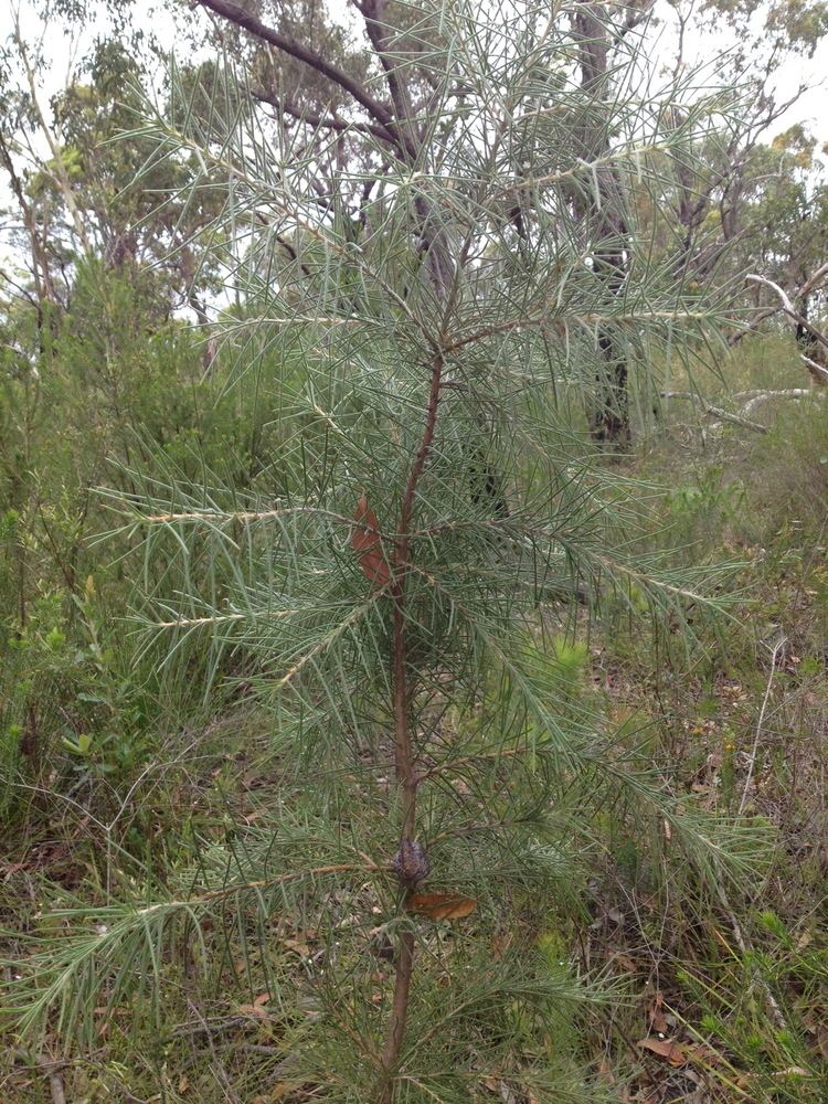 Hakea gibbosa PostFire Seed Production in Hakea Gibbosa Centre for Ecosystem