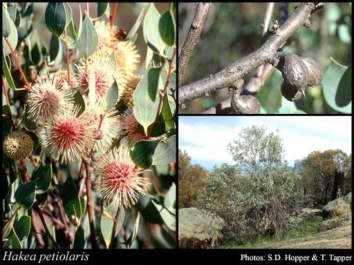 Hakea petiolaris Hakea petiolaris Meisn FloraBase Flora of Western Australia