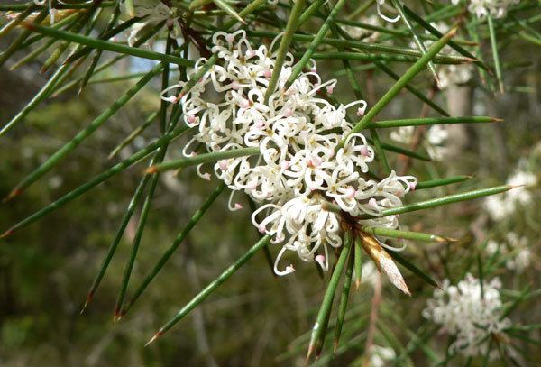 Hakea sericea sericea Bushy Needlebush