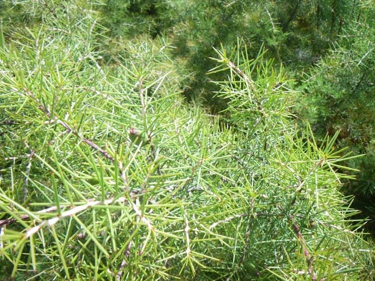 Hakea sericea Hakea sericea Wikipedia