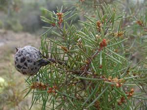Hakea sericea CIB DSTNRF Centre of Excellence for Invasion Biology