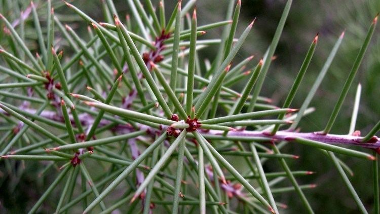 Hakea sericea Hakea sericea silky hakea Factsheet invasoraspt