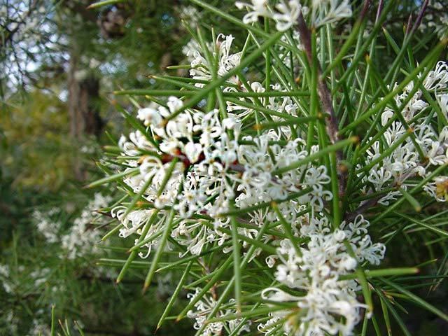 Hakea sericea GardensOnline Hakea sericea