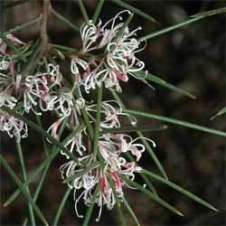 Hakea sericea Hakea sericea Growing Native Plants