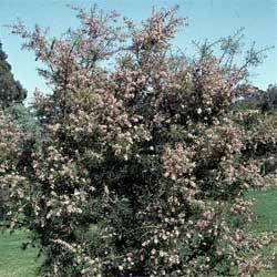 Hakea sericea Hakea sericea Growing Native Plants