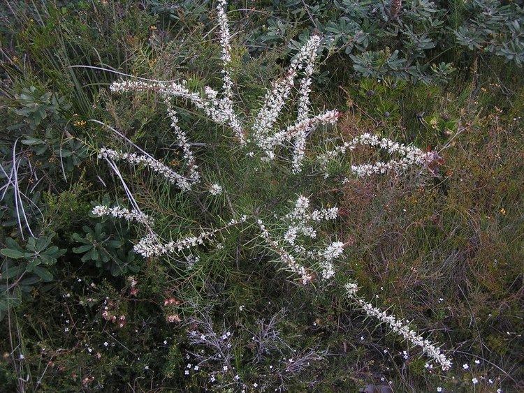 Hakea teretifolia Panoramio Photo of Dagger Hakea Hakea teretifolia