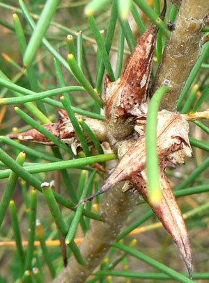 Hakea teretifolia Hakea teretifolia Dagger hakea