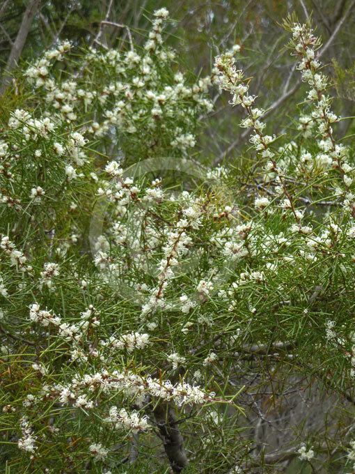 Hakea teretifolia Hakea teretifolia Dagger Hakea information amp photos