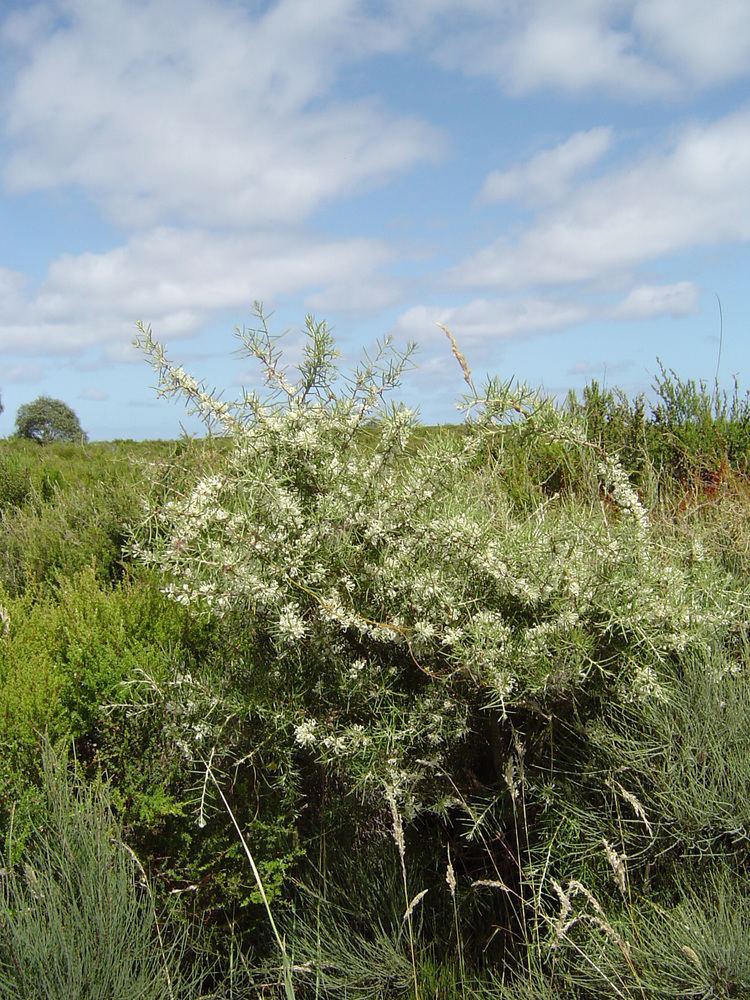 Hakea teretifolia Hakea teretifolia Swinburne Commons