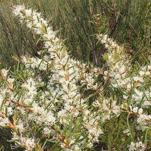 Hakea teretifolia HAKEA TERETIFOLIA SEEDS Dagger Hakea Hakea Pugioniformis Needlebush