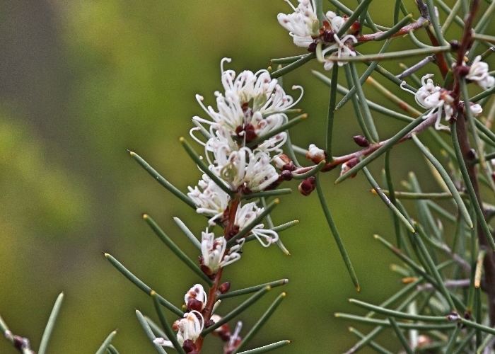 Hakea teretifolia Tasmanian Plants Proteaceae