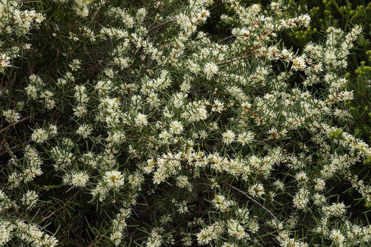 Hakea teretifolia RoyalCoastWalk1