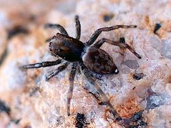 Hakka (spider) httpsuploadwikimediaorgwikipediacommonsthu