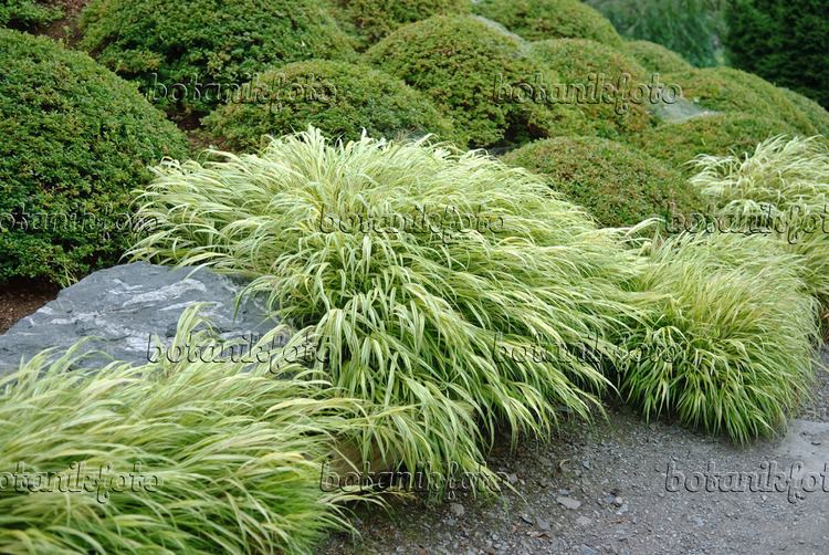 Hakonechloa Images Hakonechloa Images and videos of plants and gardens