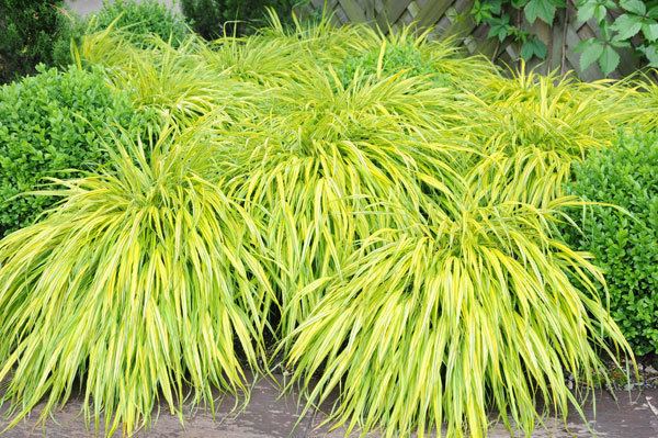 Hakonechloa Buy golden hakonechloa Hakonechloa macra 39Aureola39 Delivery by Crocus