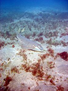 Halavi guitarfish httpsuploadwikimediaorgwikipediacommonsthu