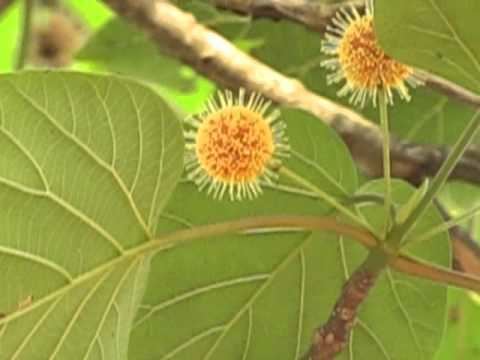 Haldina Haldu Haldina cordifolia flowers Maredumilli Andhra Pradesh