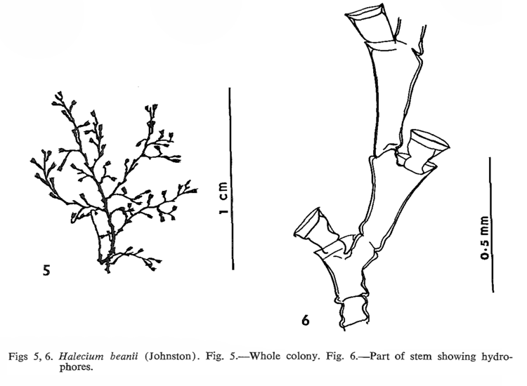 Halecium Taxon Cnidaria