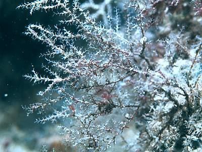 Halecium Halecium beanii Marine Life Encyclopedia