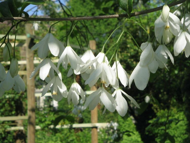 Halesia FileHalesia carolina03jpg Wikimedia Commons