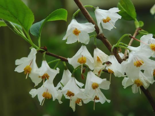 Halesia BlueBell Nursery BlueBell Nursery Trees amp Shrubs Halesia