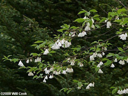 Halesia Silverbell Halesia tetraptera var monticola