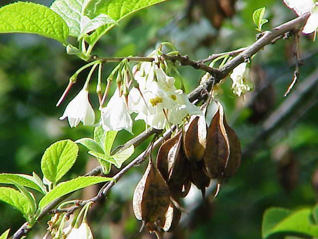 Halesia httpsuploadwikimediaorgwikipediacommonsee