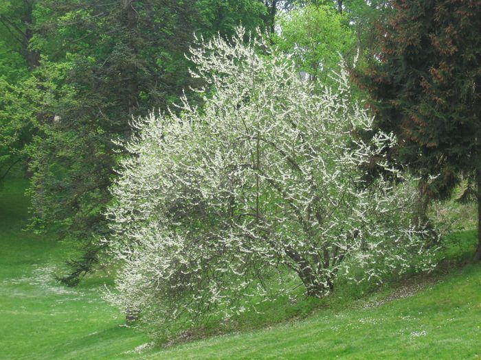 Halesia 1000 images about Halesia on Pinterest Dried fruit Trees and