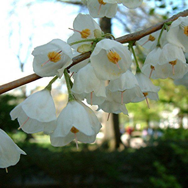 Halesia HALESIA CAROLINA Carolina Silverbell