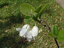 Halesia diptera Halesia diptera Wikipedia