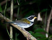 Half-collared sparrow httpsuploadwikimediaorgwikipediacommonsthu