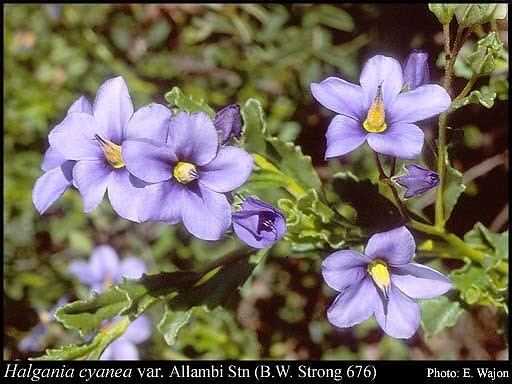 Halgania Halgania cyanea var Allambi Stn BW Strong 676 FloraBase Flora