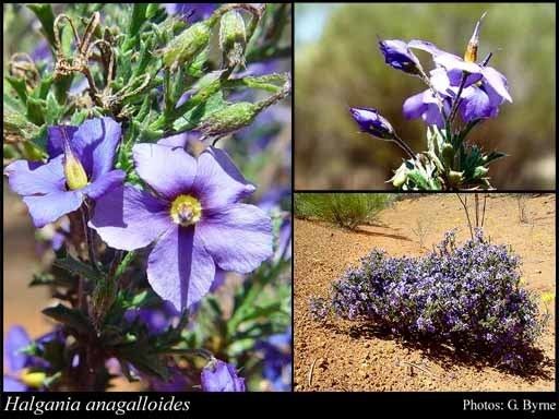 Halgania Halgania anagalloides Endl FloraBase Flora of Western Australia