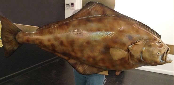 Halibut Halibut Fish mount mounted fish fish trophy